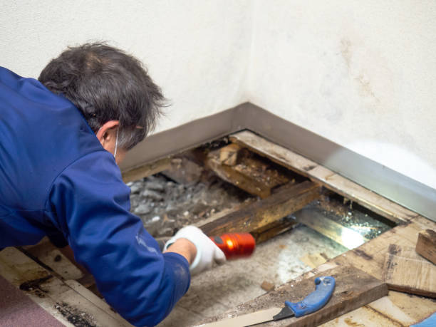 Hidalgo, TX Mold Removal Company