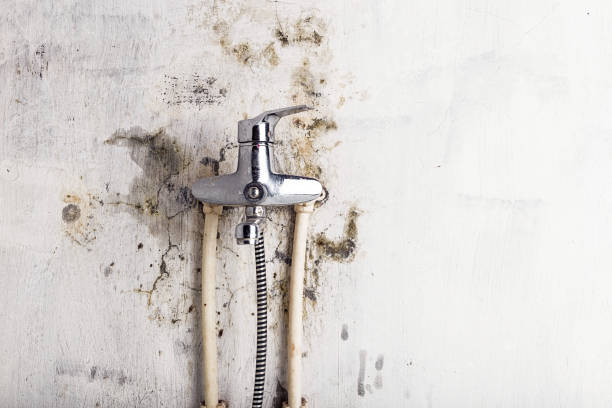 Best Mold Remediation  in Hidalgo, TX