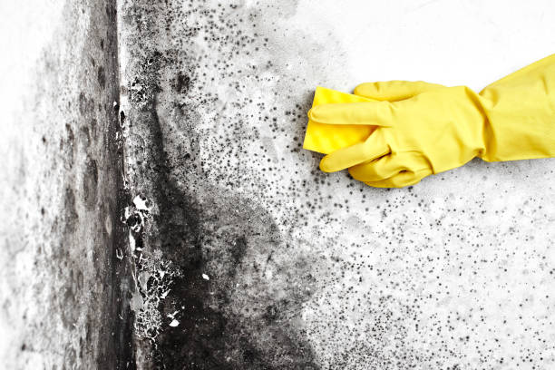 Attic Mold Removal in Hidalgo, TX
