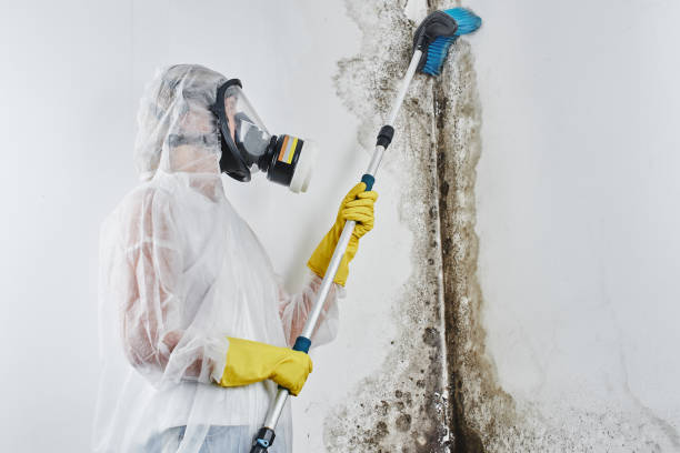 Mold Testing and Removal in Hidalgo, TX