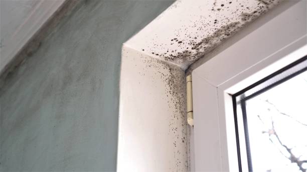Best Fast Mold Removal  in Hidalgo, TX