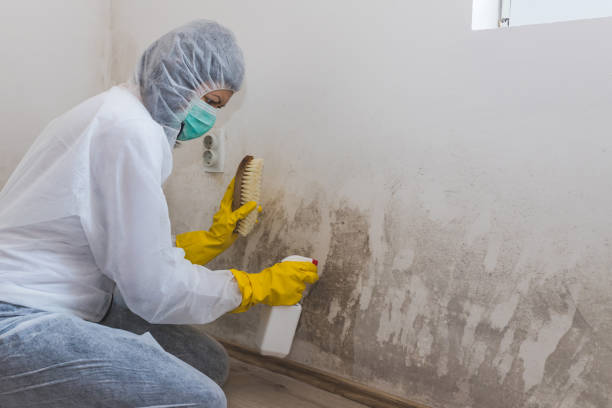 Best Home Mold Removal  in Hidalgo, TX