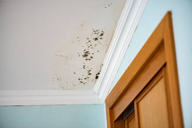 Best Commercial Mold Removal  in Hidalgo, TX
