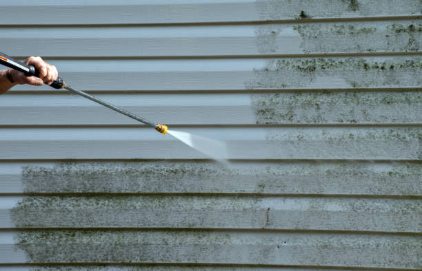 Best Local Mold Removal Service  in Hidalgo, TX