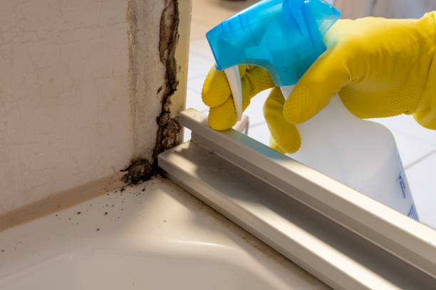Best Attic Mold Removal  in Hidalgo, TX