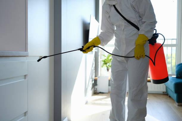 Best Mold Damage Repair  in Hidalgo, TX