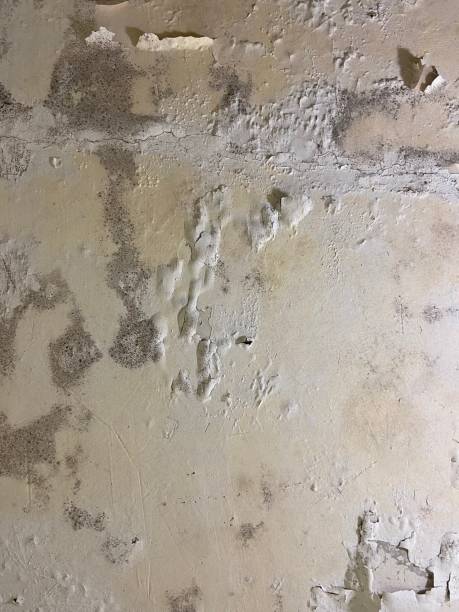Best Affordable Mold Removal  in Hidalgo, TX