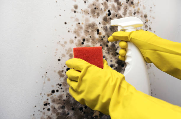 Best Attic Mold Removal  in Hidalgo, TX