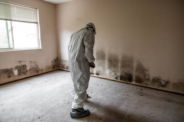 Best Mold Damage Repair  in Hidalgo, TX