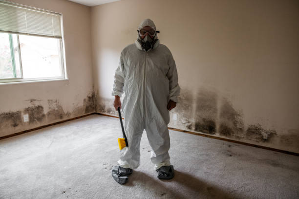 Best Mold Testing and Removal  in Hidalgo, TX