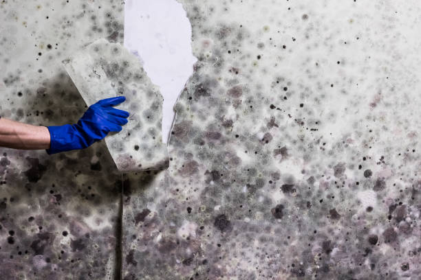 Trusted Hidalgo, TX Mold Removal Experts