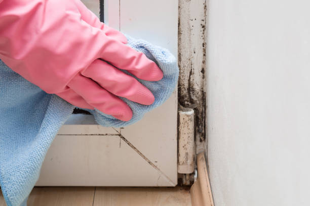 Best Mold Testing  in Hidalgo, TX