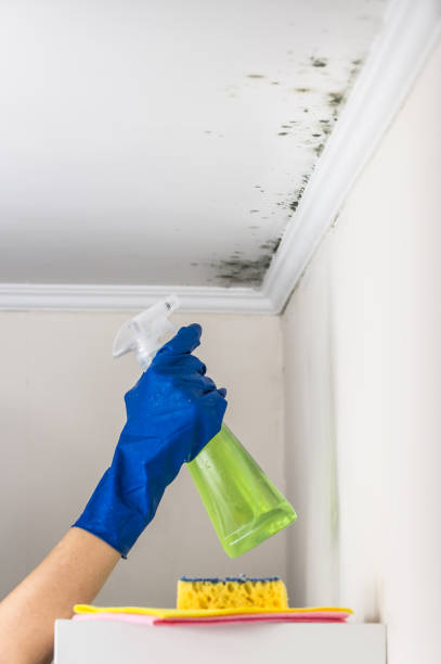 Best Black Mold Removal  in Hidalgo, TX